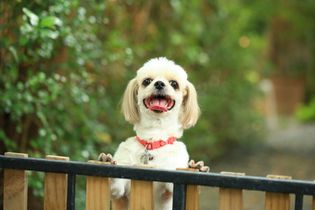 Cute little dog sitting on the fence in the gardenの写真素材