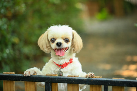 Cute little Shih Tzu dog sitting on the fence.の写真素材