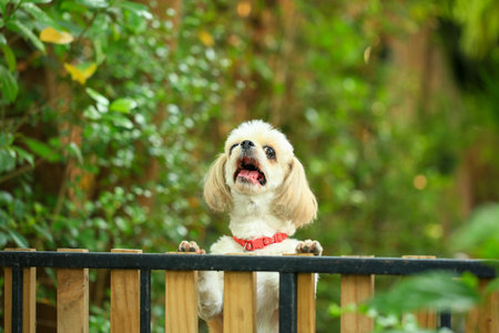 Cute little Shih Tzu dog sitting on the fence.の写真素材