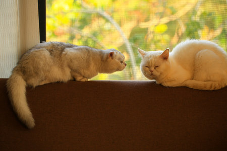Two cats sitting on the windowsill and looking at each other.