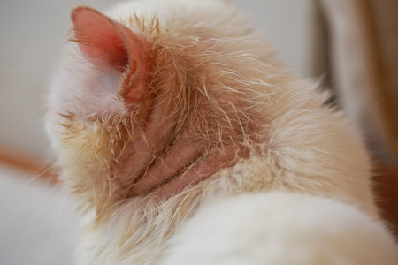 Microsporum canis in cat, cat with skin disease, poor catの写真素材