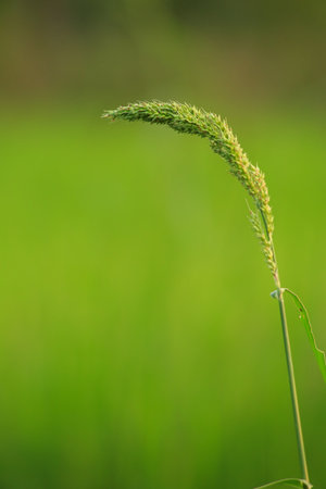 Close up of grass flower on blurred green background, shallow depth of fieldの写真素材