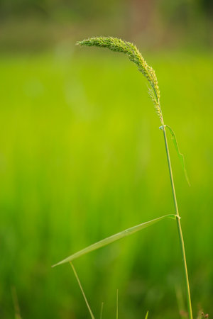 Close up of green rice spike in rice field, nature background.の写真素材