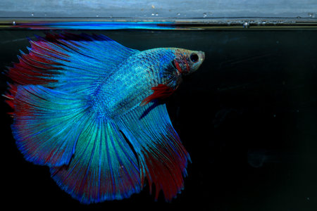 Betta, aqua blue and red color. Siamese fighting fish on dark background.