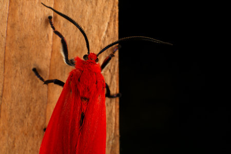 A closeup shot of a red moth on a black background.の写真素材