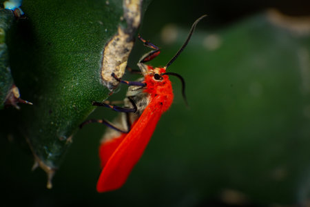 A closeup shot of a red butterfly.