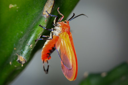 A closeup shot of a butterfly on a black background.