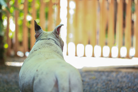 Portrait of a Bull Terrier in the park.の写真素材