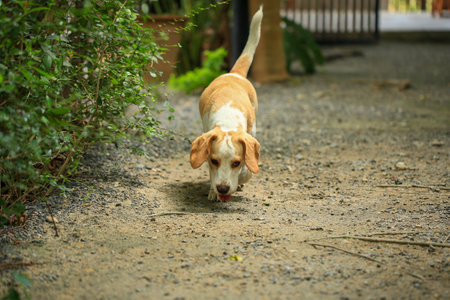 Portrait of a cute beagle dog, young brown beagle. Selective focus.の写真素材