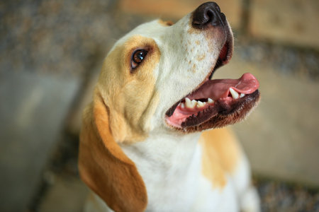 Portrait of a cute beagle dog, young brown beagle. Selective focus.の写真素材