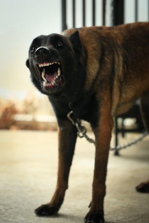 Dog on a chain in the park. Shallow depth of field
