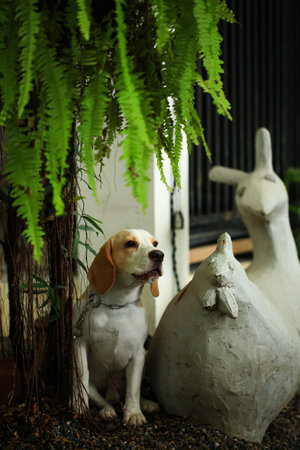 Beagle dog sitting beside the white vase in the garden.の写真素材
