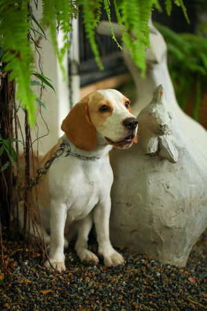 Cute beagle dog in the garden. Selective focus.の写真素材