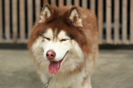 Siberian husky dog with tongue out on a leash.の写真素材