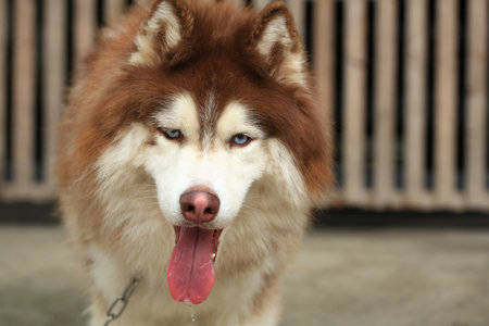 Beautiful siberian husky dog with blue eyes and tongue out