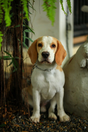 Beagle dog in the garden. Selective focus on the dog.の写真素材