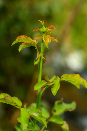 Close up of green rose leaves in the garden. Nature background.の写真素材