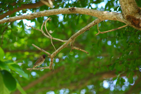 Bird in the tree at Chiangmai province, Thailand.の写真素材