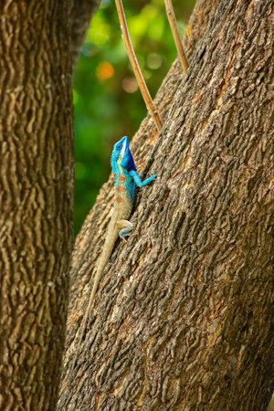 Blue lizard on tree in the forest, Chiang Mai, Thailandの写真素材