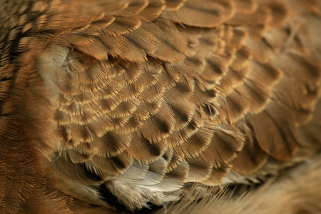 background of brown feathers of a bird close-up. macro photo