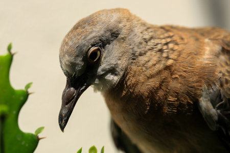Close-up of a brown dove on the background of cactusの写真素材
