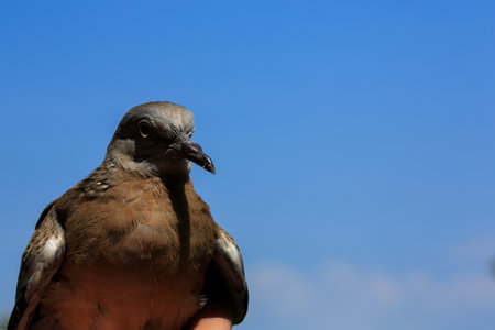 pigeon on the background of the blue sky, close-up