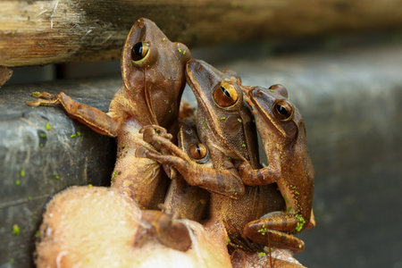 Frogs sitting on a tree trunk in the rainforest.の写真素材