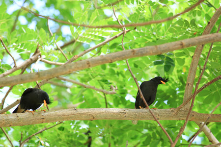Birds on the branches of a tree in the park. Thailand