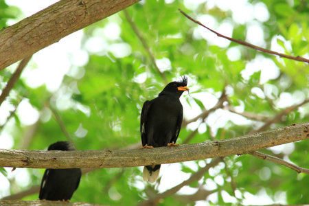 Crested Myna  Acridotheres tristisの写真素材