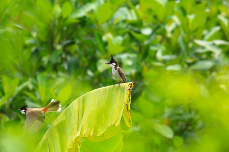 Red-whiskered Bulbul (Pycnonotus goiavier) on banana leafの写真素材