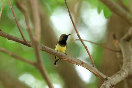 Olive-backed sunbird  Cinnyris jugularis  in Thailandの写真素材