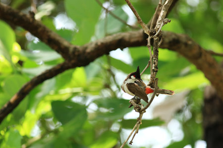 Red-whiskered Bulbul (Pycnonotus goiavier)