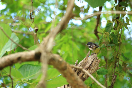 Bird on the tree with nature background. (Copsychus saularis)の写真素材