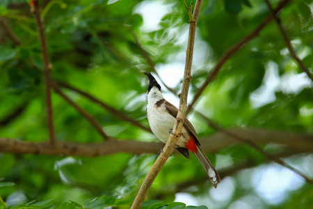 Red-whiskered Bulbul  Pycnonotus goiavier  in natureの写真素材