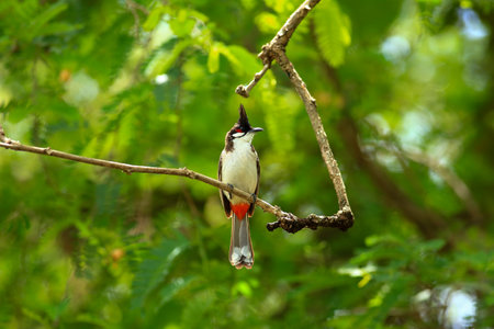 Red-vented Bulbul (Pycnonotus goiavier)の写真素材