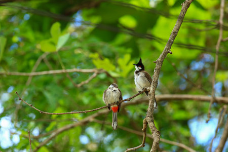 Red-whiskered Bulbul  Pycnonotus goiavier  in Thailandの写真素材