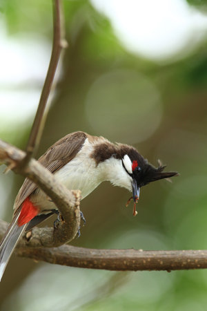 Red-whiskered Bulbul  Pycnonotus goiavier  in Thailandの写真素材