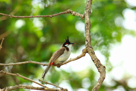 Red-vented Bulbul (Pycnonotus goiavier)の写真素材