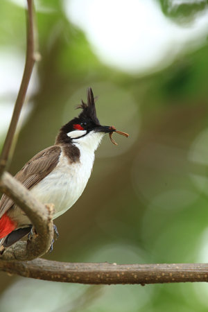 Red-whiskered Bulbul (Pycnonotus goiavier)の写真素材
