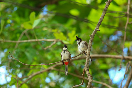 Black-headed Bulbul (Pycnonotus goiavier)の写真素材