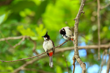 Bird (Red-vented Bulbul, Pycnonotus goiavier) in natureの写真素材