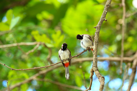 Black-headed Bulbul (Pycnonotus goiavier)