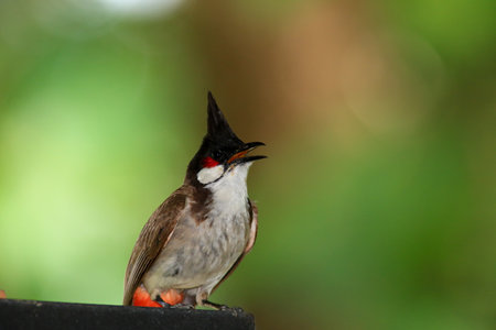 Red-whiskered Bulbul (Pycnonotus goiavier)の写真素材