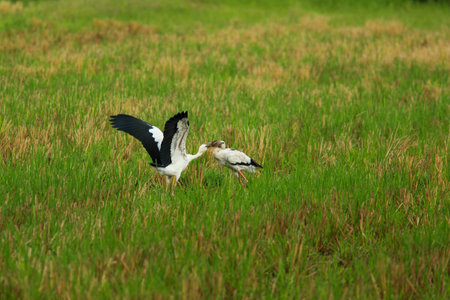 Two storks are mating in the rice field of thailand.の写真素材