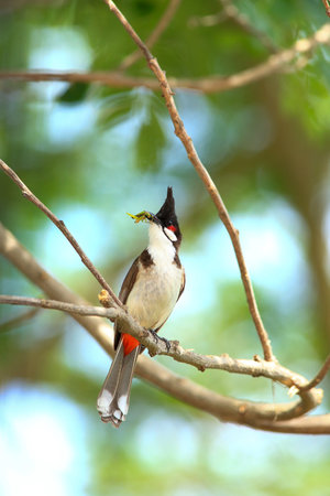 Red-whiskered Bulbul  Pycnonotus goiavier  in Thailandの写真素材