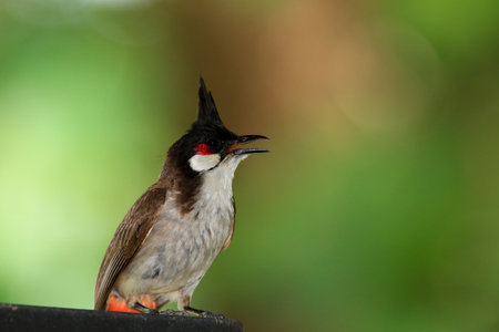 Red-whiskered Bulbul (Pycnonotus goiavier)の写真素材