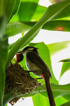 Red-vented Bulbul (Pycnonotus goiavier) in the nestの写真素材
