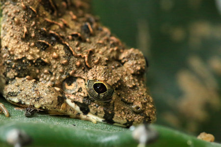 Close-up of a frog sitting on a cactus leaf.の写真素材