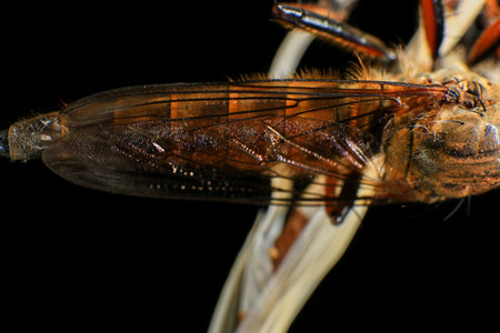Macro of the head of a dragonfly on a black background