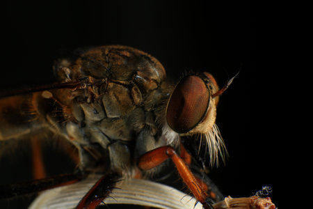 Close up of robber fly (Asilidae) on black background
